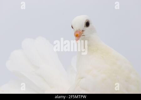 Pigeon en queue de Fantail anglais, magnifique pigeon blanc isolé sur fond blanc Banque D'Images