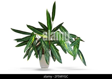 Plante tropicale Stromantha dans un pot de fleurs. Décoration pour la maison et le bureau. Isolé sur fond blanc Banque D'Images