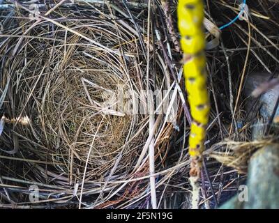 Nest vide - l'oiseau niche sans oeufs sur la branche de l'arbre. Image stock Nest vide. Banque D'Images