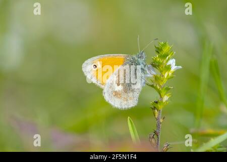 Libre d'un petit papillon heath Coenonympha pamphilus au repos dans la lumière du soleil sur une fleur rose avec des ailes fermées Banque D'Images