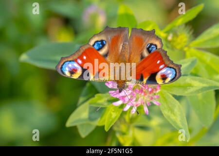 Aglais io, papillon de paon pollinisant dans un champ de fleurs coloré. Vue de dessus, ailes ouvertes Banque D'Images