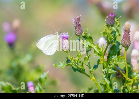 Papillon blanc à voiles vertes, Pieris nali, nourrissant le nectar d'une fleur de chardon violet dans un beau pré Banque D'Images