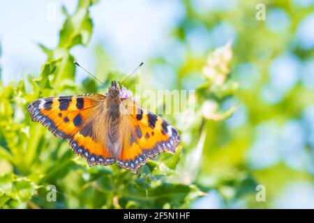 Gros plan du petit tortoiseshell, Aglais urticaire, vue du dessus du papillon, ailes ouvertes. Isolé par la nature Banque D'Images