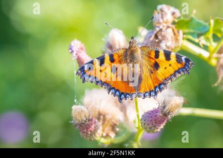 Gros plan du petit tortoiseshell, Aglais urticaire, vue du dessus du papillon, ailes ouvertes. Isolé par la nature Banque D'Images