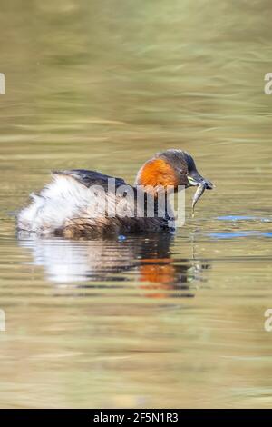 Gros plan d'un petit grebe, Tachybactus ruficollis, fourragé avec des poissons dans le bec Banque D'Images