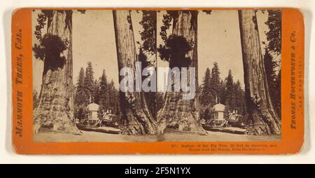 Section du Big Tree, 30 pieds de diamètre, et maison au-dessus du Stump, des Sentinels. Thomas Houssworth & Company Banque D'Images