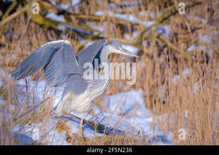 Gros plan d'un héron gris, Ardea cinerea, pêche sur un lac dans la neige d'hiver Banque D'Images