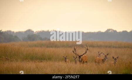 Les jeunes mâles Red Deer stag, Cervus elaphus, avec de grands bois chasing n ou hinds durant la saison des amours sur un champ près d'une forêt en violet heather bloo Banque D'Images