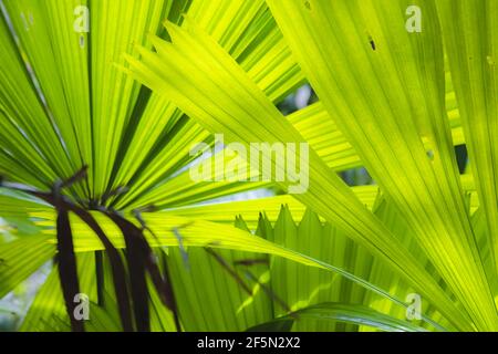Feuilles luxuriantes et vertes de palmiers soufflants australiens tropicaux (Chamaedorea elegans) dans la forêt tropicale de Daintree dans le Queensland Australie attrape la lumière du soleil (photo Banque D'Images