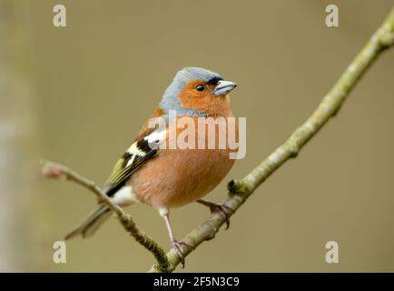 Chaffinch, Nom scientifique: Fringilla coelebs. Gros plan d'un chaffinch mâle à Springtime, faisant face à l'habitat naturel des bois. Nettoyer l'arrière-plan Banque D'Images