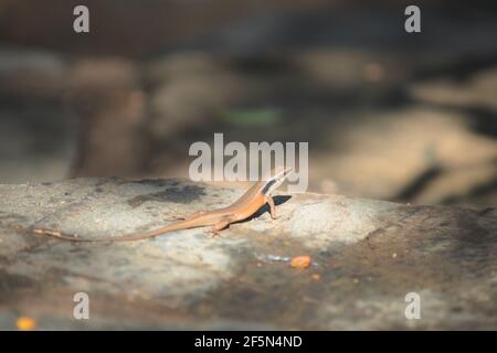 Un lézard de jardin commun ou un sunskink de jardin à claire-pâle (Lampropolis guichenoti) sur une roche dans la forêt tropicale de Daintree dans le Queensland, en Australie. Banque D'Images