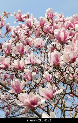 Magnolia Blossom, Parc Tokiwa, ville d'Ube, Yamaguchi, Japon Banque D'Images