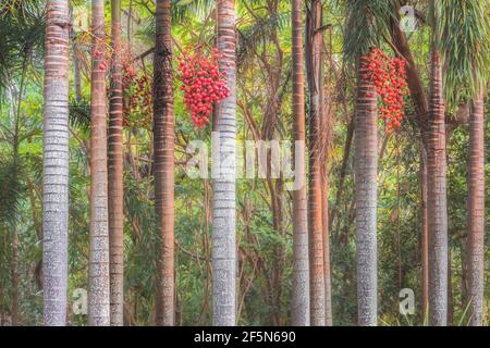 Une rangée colorée, tropicale et luxuriante de troncs de palmier bordés à la forêt tropicale de Daintree dans le Queensland, en Australie, avec des baies rouges de Noël Banque D'Images