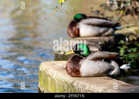 Canards colverts assis près d'une rive au soleil de printemps, avec une faible profondeur de champ Banque D'Images