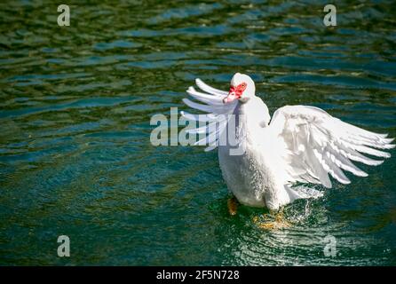 Magnifique canard de Muscovy sur un petit étang avec ses ailes etartez Banque D'Images