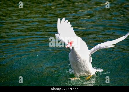 Magnifique canard de Muscovy sur un petit étang avec ses ailes etartez Banque D'Images