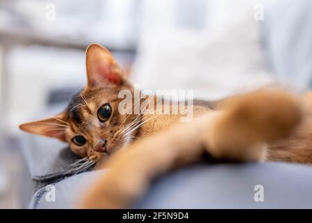 Chat Abyssinien mignon couché sur un canapé gris à la maison et jouant avec une souris. Banque D'Images