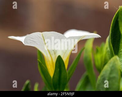 Gros plan d'une fleur de Calibrachoa blanche et jaune Banque D'Images