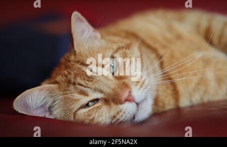 Ginger Tabby Cat avec les yeux verts repose sur le canapé à l'intérieur. Gros plan de Sleepy Orange Domestic Cat Banque D'Images