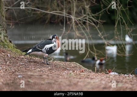 Beau petit oiseau bleu et orange dans un parc dans le centre de la ville de Londres, debout près d'un lac lors d'une froide journée d'hiver tout en se nettoyant Banque D'Images