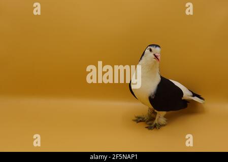 Pigeon noir et blanc, pigeon blanc avec ailes noires isolées Banque D'Images