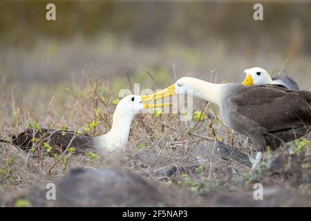 Albatros ondulés (Diomedea irrorata) poussin nourrissant des adultes Banque D'Images