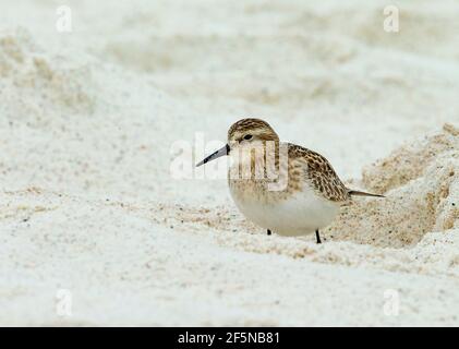 Baird's Sandpiper (Calidris bairdii) sur une plage de sable Banque D'Images