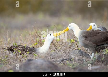 Albatros ondulés (Diomedea irrorata) adulte nourrissant des juvéniles Banque D'Images