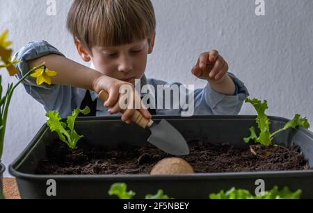 Mignon petit garçon s'occupant des plantes. Jardinage à la maison Banque D'Images