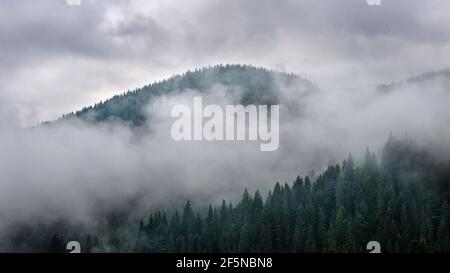 Paysage brumeux de forêt de montagne avec ciel et nuages rêveux après la pluie Banque D'Images