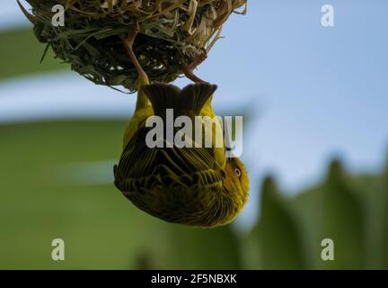 Un oiseau de cape weaver (Ploceus capensis) suspendu de son nid sphérique dans la ville de George, au Cap occidental, en Afrique du Sud en août (hiver). Banque D'Images