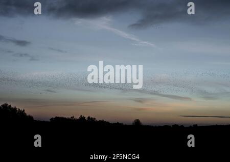 Vaste troupeau d'étoiles (Sturnus vulgaris) au coucher du soleil en hiver, à RSPB Ham Wall, Somerset, Royaume-Uni Banque D'Images