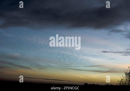 Vaste troupeau d'étoiles (Sturnus vulgaris) au coucher du soleil en hiver, à RSPB Ham Wall, Somerset, Royaume-Uni Banque D'Images