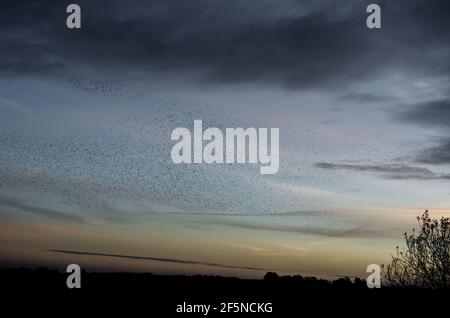 Vaste troupeau d'étoiles (Sturnus vulgaris) au coucher du soleil en hiver, à RSPB Ham Wall, Somerset, Royaume-Uni Banque D'Images