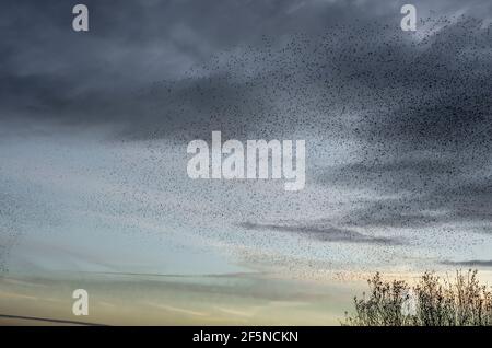 Vaste troupeau d'étoiles (Sturnus vulgaris) au coucher du soleil en hiver, à RSPB Ham Wall, Somerset, Royaume-Uni Banque D'Images