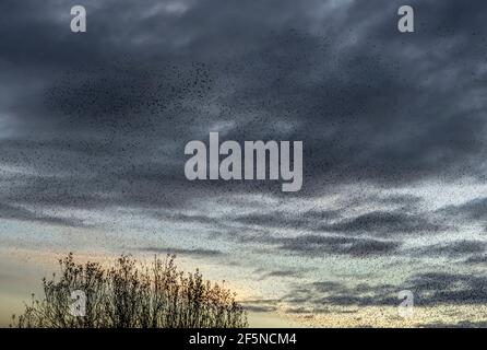 Vaste troupeau d'étoiles (Sturnus vulgaris) au coucher du soleil en hiver, à RSPB Ham Wall, Somerset, Royaume-Uni Banque D'Images