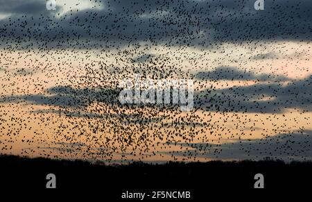 Vaste troupeau d'étoiles (Sturnus vulgaris) au coucher du soleil en hiver, à RSPB Ham Wall, Somerset, Royaume-Uni Banque D'Images
