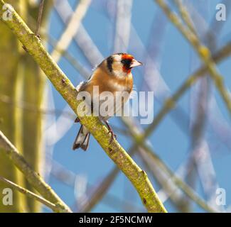 Chardonneret élégant (Carduelis carduelis) assis sur la branche d'un arbre Banque D'Images