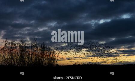 Vaste troupeau d'étoiles (Sturnus vulgaris) au coucher du soleil en hiver, à RSPB Ham Wall, Somerset, Royaume-Uni Banque D'Images