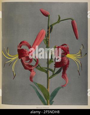 Lily. Kazumasa Ogawa (japonais, 1860 - 1929) Banque D'Images