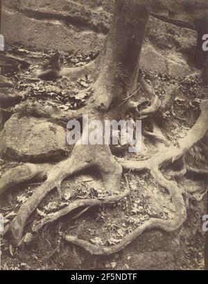 Saint-Cloud, Tree Roots, parc Saint Cloud. Eugène Atget (français, 1857 - 1927) Banque D'Images