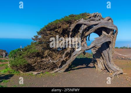 Vents de genévriers tordus à El Sabinar sur l'île d'El Hierro dans les îles Canaries, en Espagne. Banque D'Images