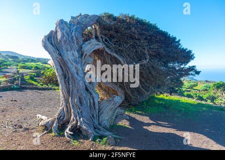 Vents de genévriers tordus à El Sabinar sur l'île d'El Hierro dans les îles Canaries, en Espagne. Banque D'Images