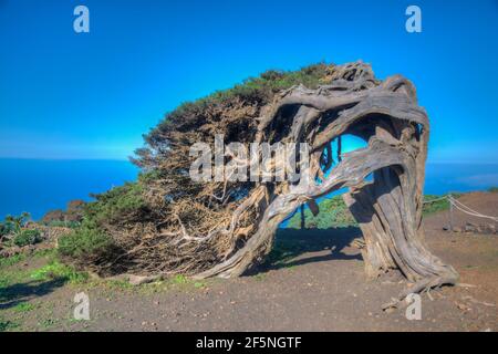 Vents de genévriers tordus à El Sabinar sur l'île d'El Hierro dans les îles Canaries, en Espagne. Banque D'Images