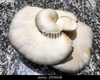 Champignon connu sous le nom de champignon chardon, nom scientifique pleurotus eringii. Il est répandu dans le sud de l'Europe, étant très commun dans toute l'Espagne. Banque D'Images