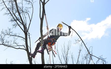 Un chirurgien d'arbre jette une branche vers le bas après l'avoir coupée. Il coupe un arbre tout en défrichant un jardin surcultivé. Il se tient sur l'arbre avec précision lorsqu'il utilise une tronçonneuse. Des cordes sont utilisées pour le fixer. Banque D'Images