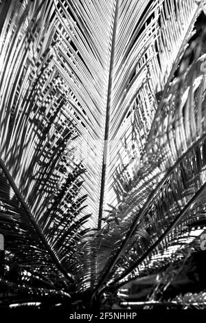 Noir et blanc d'un motif formé par la lumière du soleil qui s'étale à travers les feuilles d'un sagou Cycad, Cycas pivot, Banque D'Images