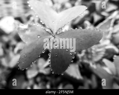 Des gouttelettes d'eau collées au bord des feuilles en forme de coeur d'un Sorrel rose, Oxalis articulées, en noir et blanc Banque D'Images