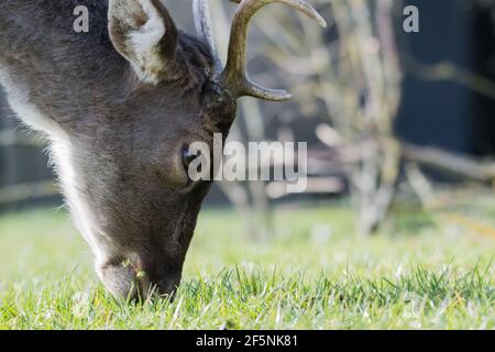 Belle herbe mangeant des cerfs en jachère, photographiée dans les dunes des pays-Bas. Banque D'Images