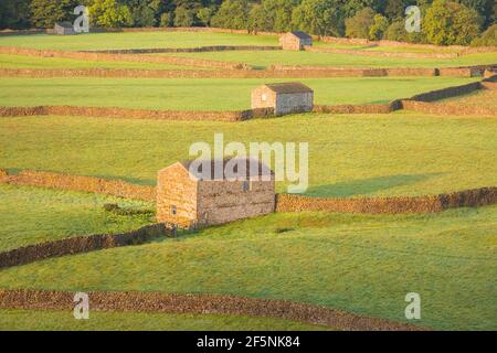 Lumière dorée sur les vieilles granges en pierre, murs en pierre du village de Gunnerside dans le paysage rural de la campagne anglaise du Yorkshire Dales N Banque D'Images